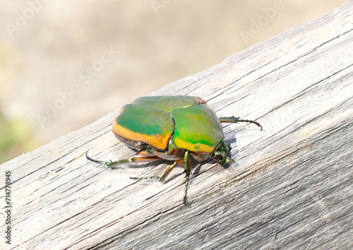 Adult Green June Beetle - Cotinus nitida - on wooden fence board.  native insects occuring from Florida to the midwest, large and attractive and harmless to humans photo