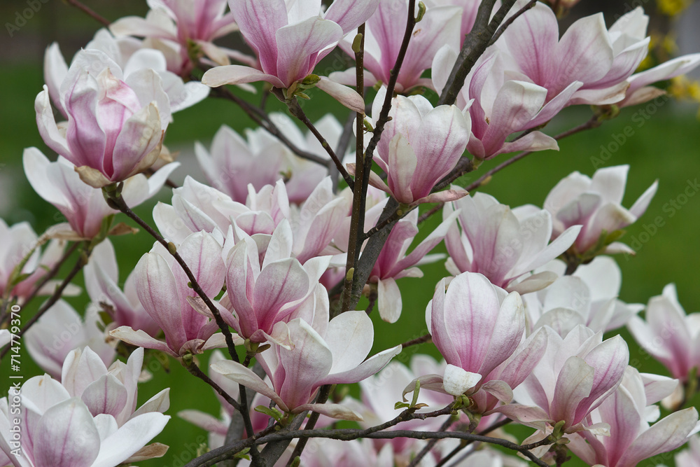 Obraz premium The flowers of a white and pink magnolia close-up on a branch against a background of grass. Sulanja magnolia in bloom