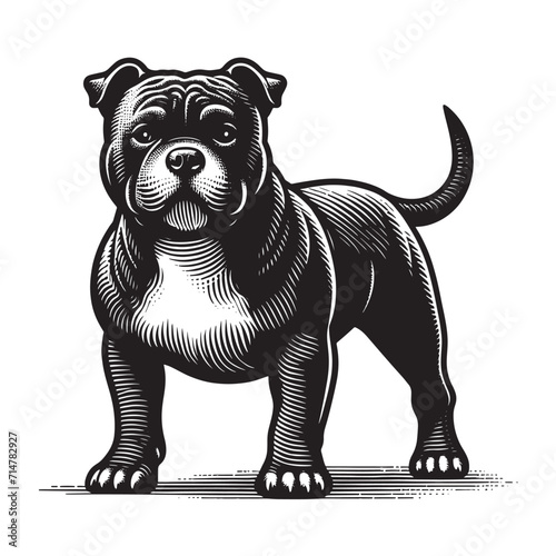 American Bully. Dog. Beautiful retro engraving illustration. Black icon, logo, label. isolated element.