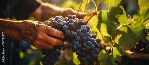 close up of farmer hands checking the quality of grapes on an organic farm photo