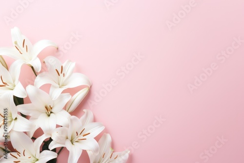 pastel pink minimal background with white tulips and copy space right © Dina