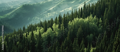 Northern woodland scenery, viewed from above, with green pine forest and dark spruce trees on mountain hills.