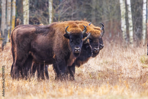 The European bison (Bison bonasus) in the Bialowieza Forest