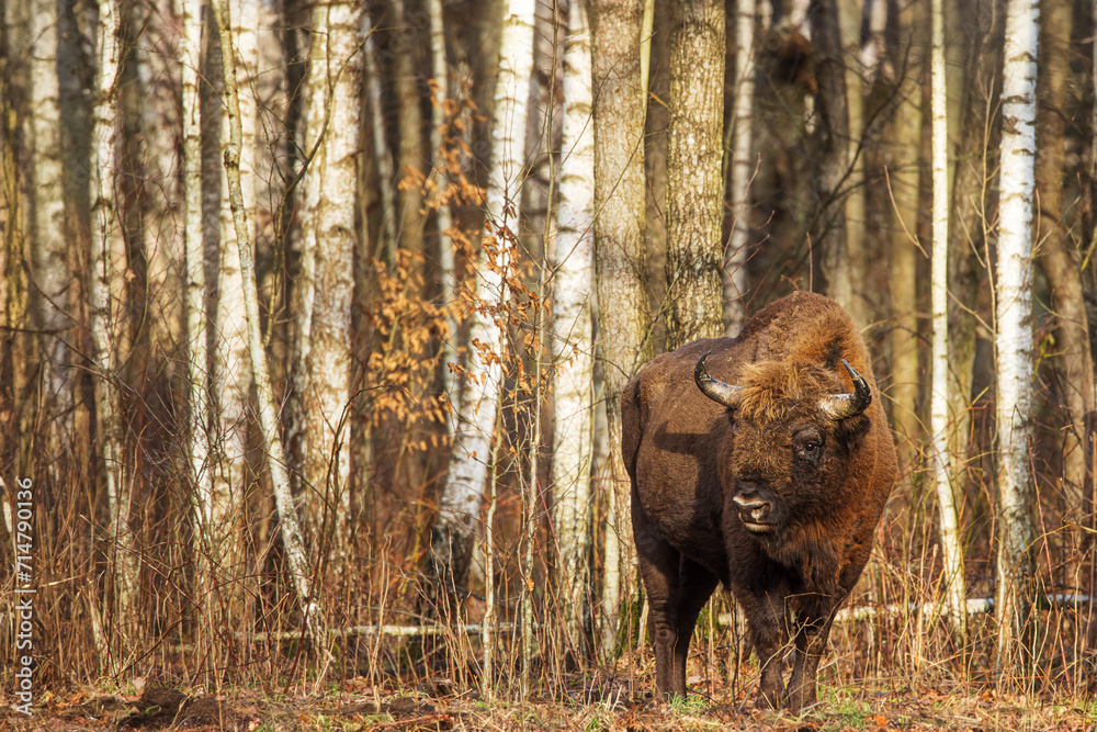 The European bison (Bison bonasus) or the European wood bison is like a forest ghost The European bison (Bison bonasus) or the European wood bison is like a forest ghost