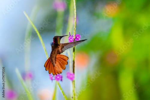 Ruby Topaz hummingbird with tail flared in flight feeding on a flower. photo