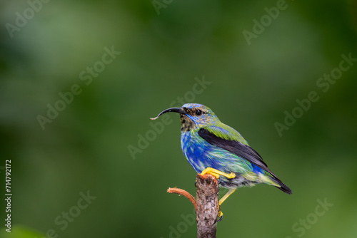 Colorful Purple Honeycreeper bird perched on a branch with green background © Chelsea Sampson
