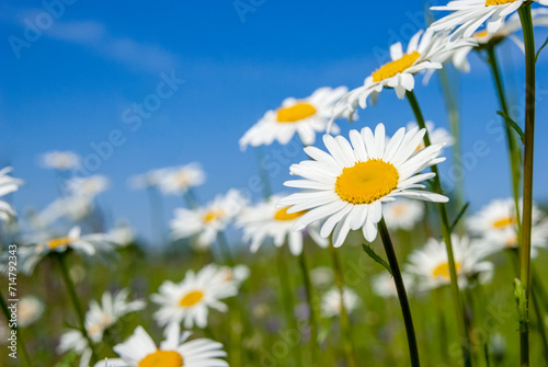 Chamomile flowers on a background of grass. Spring concept