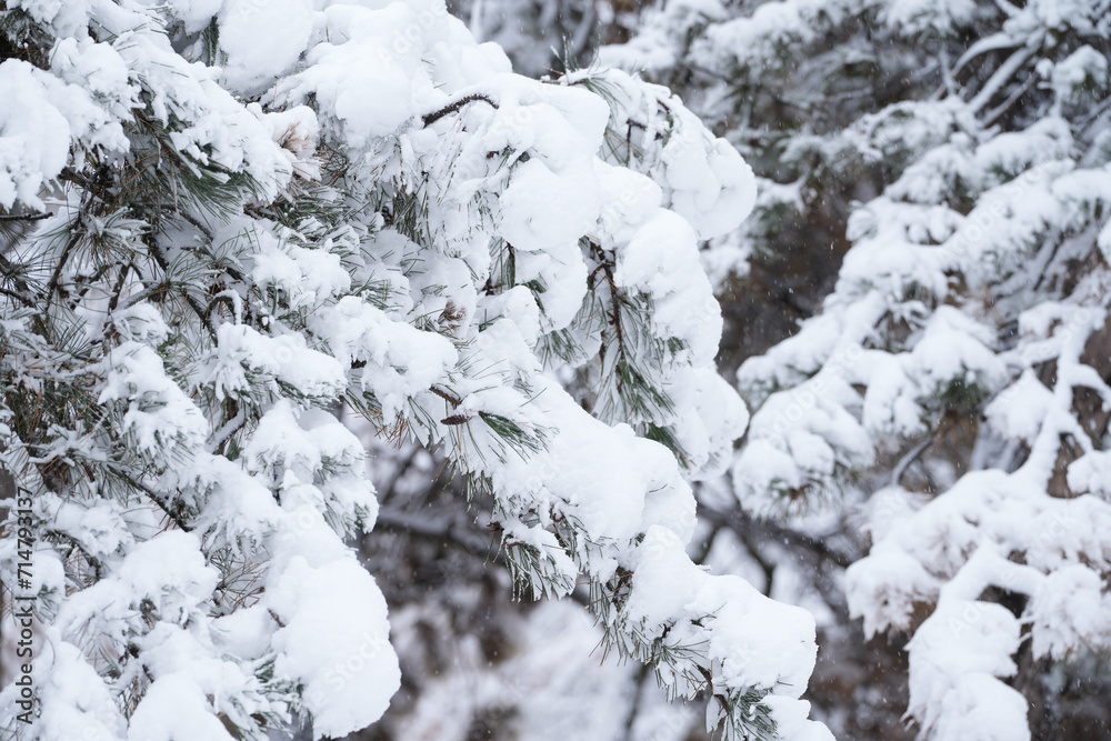 snow covered trees