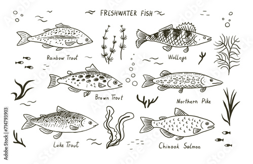 Set of different types of fish. Vector illustration in sketch style. photo