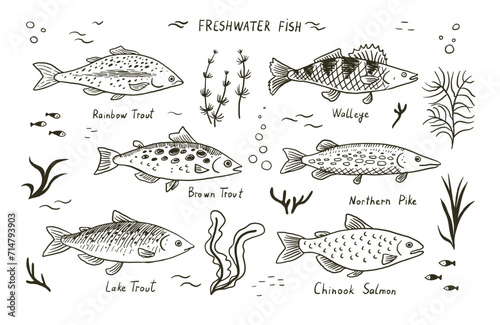 Set of different types of fish. Vector illustration in sketch style.
