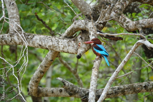 Wild white throated kingfisher on tree