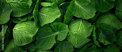 Verdant vitality: A lush tapestry of cabbage leaves showcases nature's intricate patterns and vivid greens photo