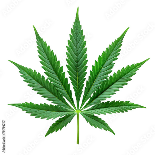 Cannabis leaf on white or transparent background