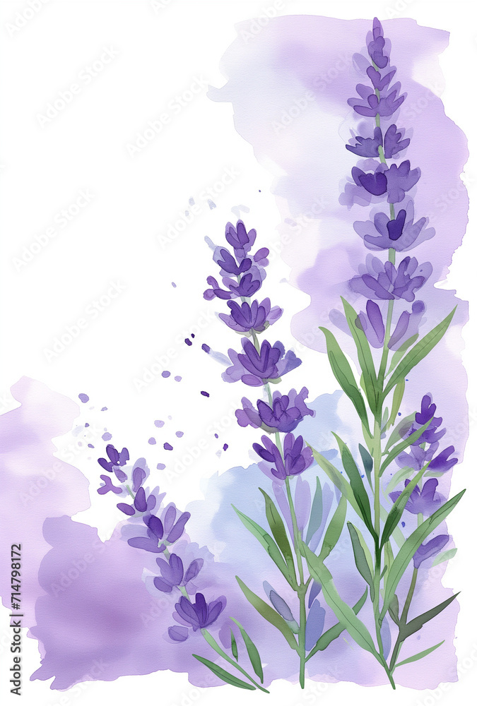 Obraz premium ラベンダーの水彩イラスト、手書き