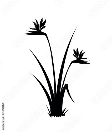 Strelitzia (bird of paradise) flowering bush silhouette vector, eps 10 format