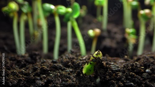 Timelapse of the germination of a plant sprout from the ground in motion. The growth of flowers and the blooming of leaves, agriculture and farming. High quality 4k footage photo