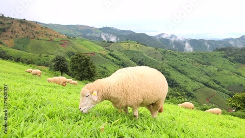A flock of sheep grazes on the green grass on the mountain.  Chiang Rai Province Northern Thailand The landscape background is mountains and fog in the rainy season.