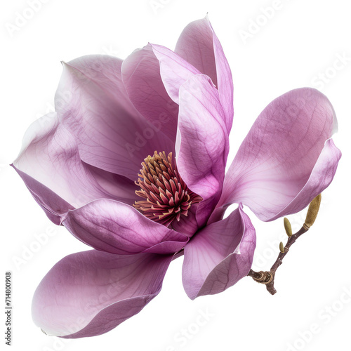 Purple magnolia flower © Zaleman