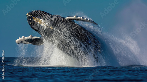 A humpback whale leaps from the sea.