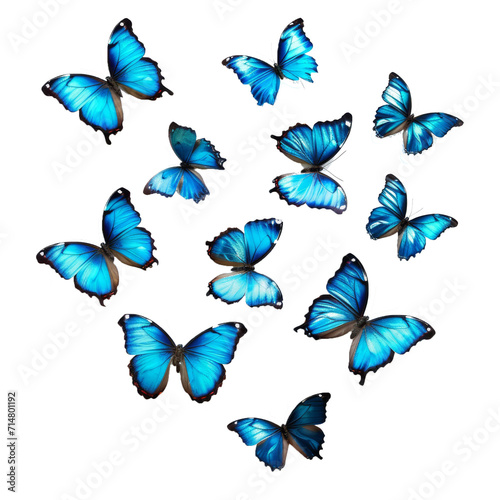 blue tropical butterflies © Zaleman