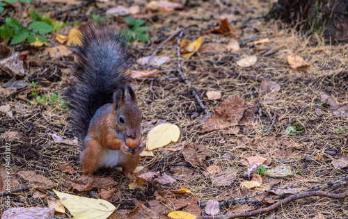 A squirrel stands on the ground in the forest among the leaves in close-up.