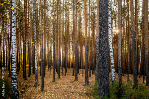 A mixed forest of birches and pines on a spring day.