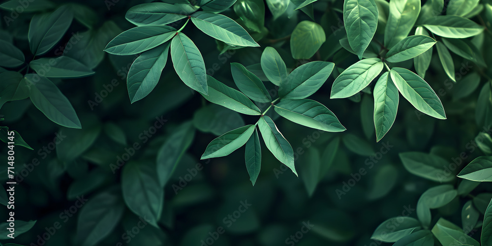 Background with green plant leaves. Background with green plant leaves.