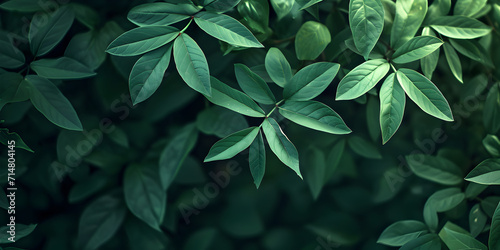 Background with green plant leaves.