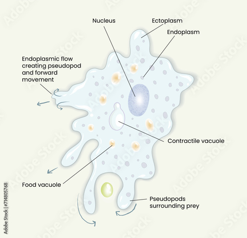 illustration of amoeba anatomy diagram photo