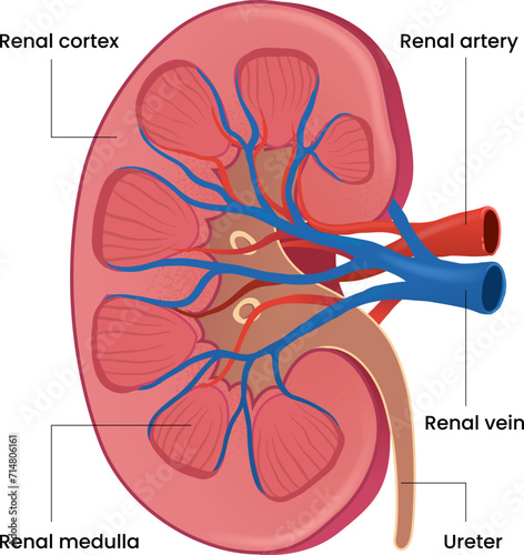 illustration of kidney structures diagram photo