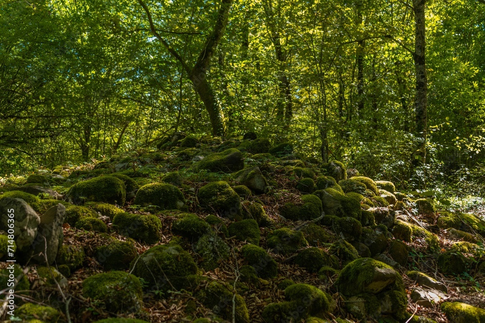 ancient burial mound, probably Bronze Age, made of boulders covered with green moss with a tree on top in the forest of the Western Caucasus (South Russia)