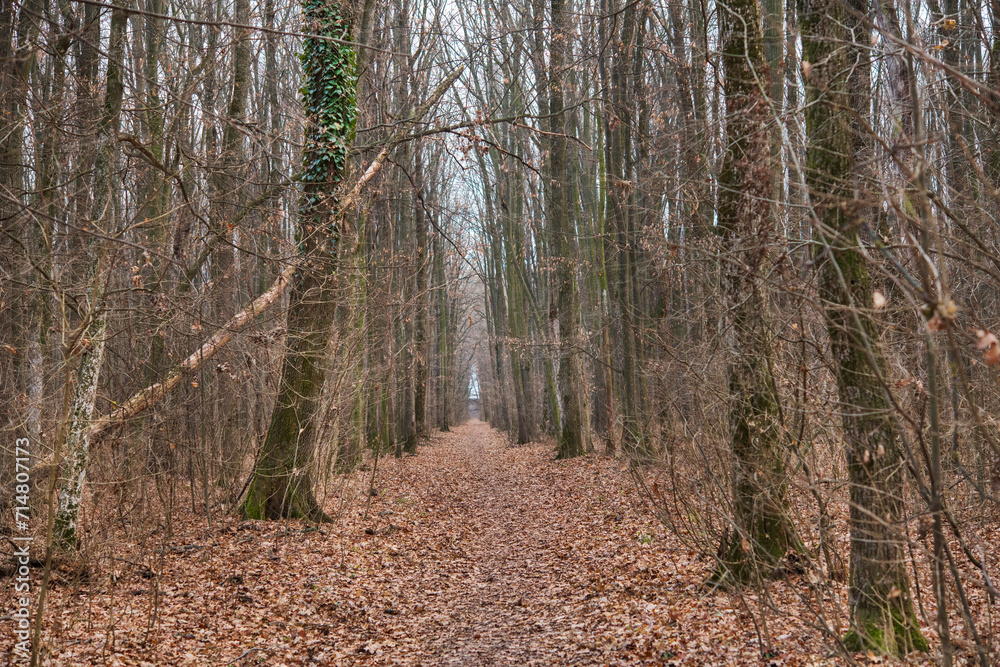 Fototapeta premium Forest in December in Voluntari Ilvof town , Romania. Winter forest landscape