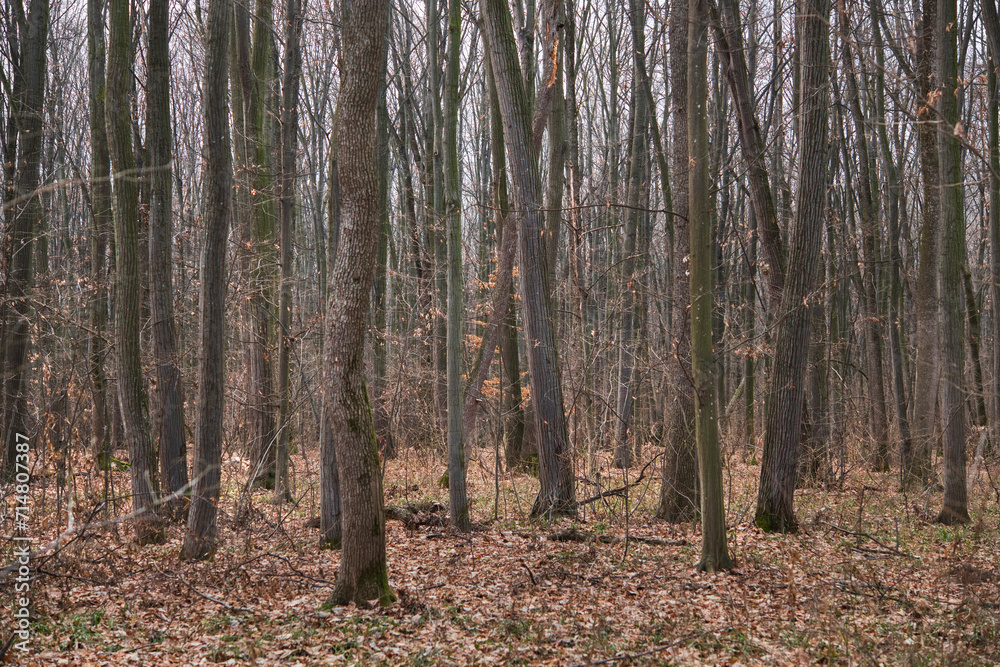 Obraz premium Forest in December in Voluntari Ilvof town , Romania. Winter forest landscape