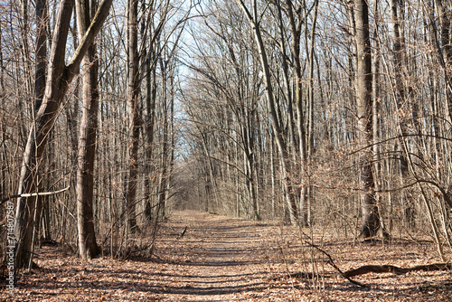 Forest in December in Voluntari Ilvof town , Romania. 
Winter forest landscape photo