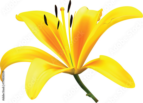 Yellow lily flower isolated on white background. Realistic vector illustration.