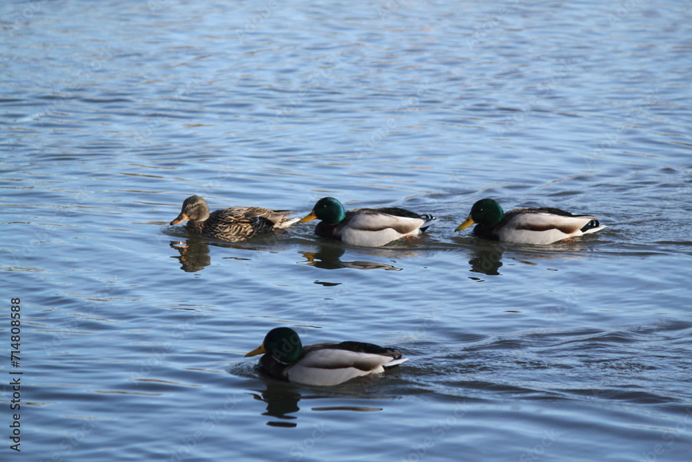 Fototapeta premium patos