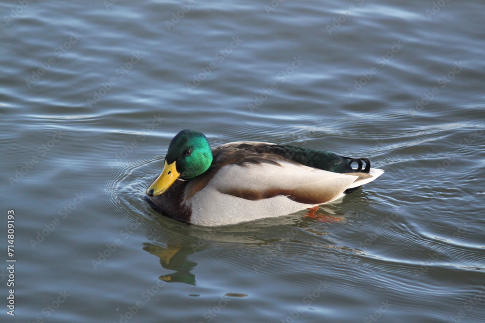 Obraz premium Patos