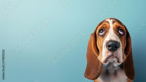 Adorable basset hound puppy with curious questioning face isolated on light blue background with copy space.
