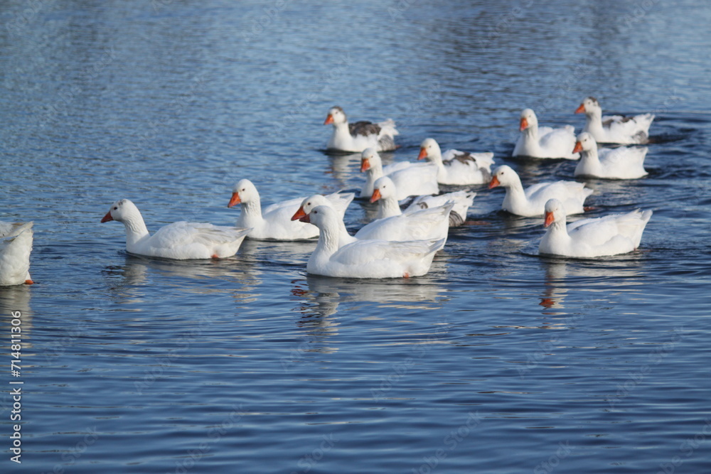 Patos