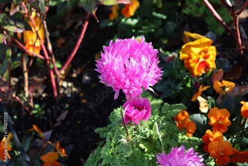 pink flowers