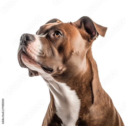 A pit bull dog isolated on a transparent background.