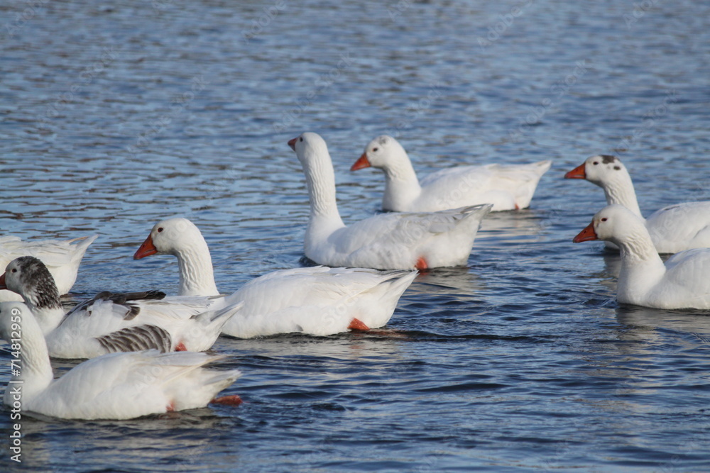 Fototapeta premium Patos