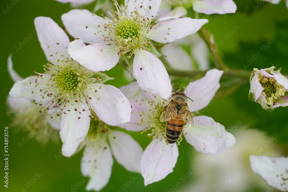 Biene auf Brombeerblüte Biene auf Brombeerblüte