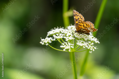 Schmetterling