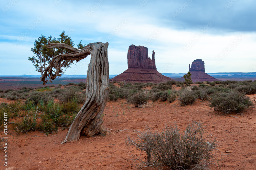 Curved dry coniferous tree against the blue sky, Monument Valley