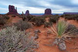 Yucca and desert plants in the background West and East Mitten buttes,  Monument Valley