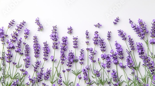 Fresh Lavender Flowers Composition Frame on White Background AI Generated