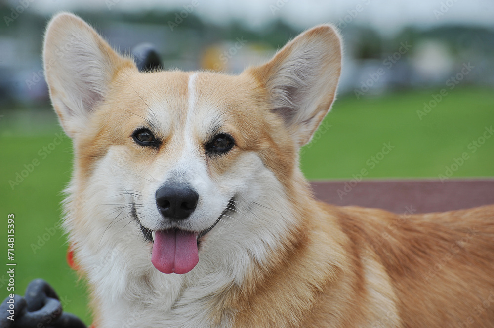 Welsh corgi smile with red