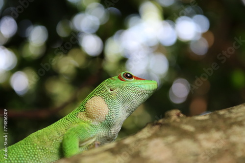 Green Gecko 