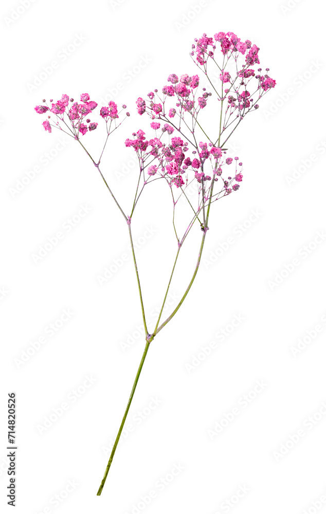 Branch with wild flowers isolated on transparent white background